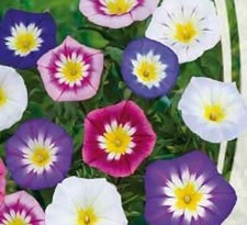 DWARF MORNING GLORY MINOR MIX Convolvulus Tricolore - FIORE ANNUALE Blu Bianco