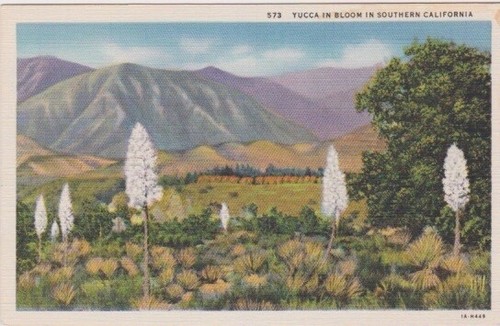 Yucca bloom desert of - yucca, bloom-desert