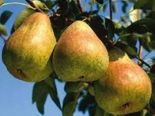 Pero Passacrassana - Albero