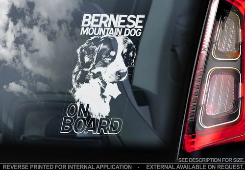 Bernese mountain dog - dog, car