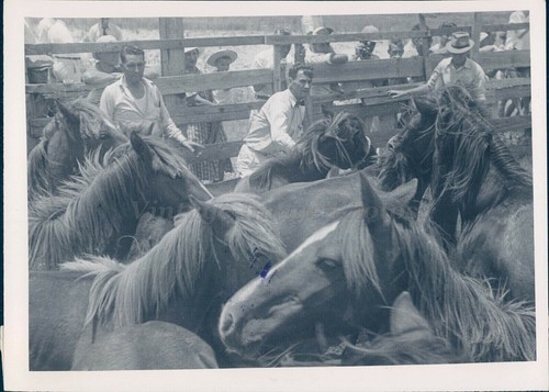 1946 foto stampa - stampa, cavalli