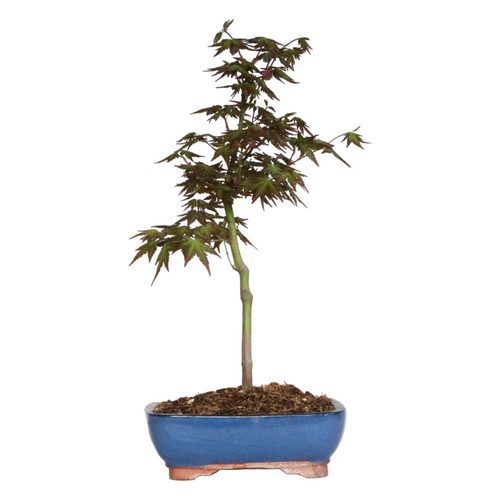 Acer palmatum katsura bonsai - -,