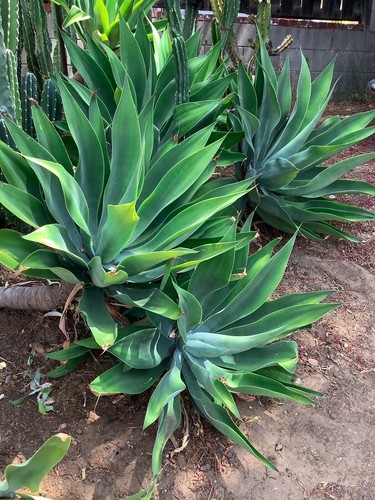 Agave attenuata fox tail - attenuata, one