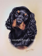 Gordon Setter Pup Limited