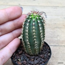 Echinocereus lloydii Vaso 5.5