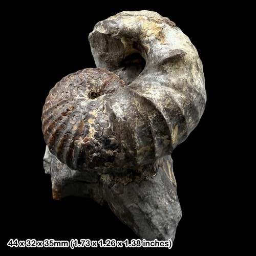 Rare scaphites carlilensis - rare:,