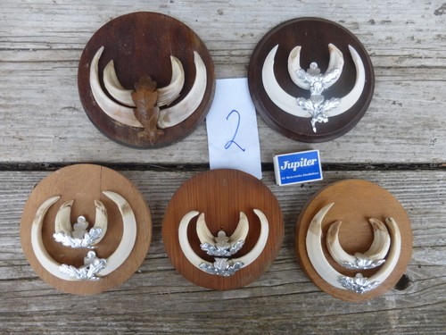 Set denti cuneo - 5, di