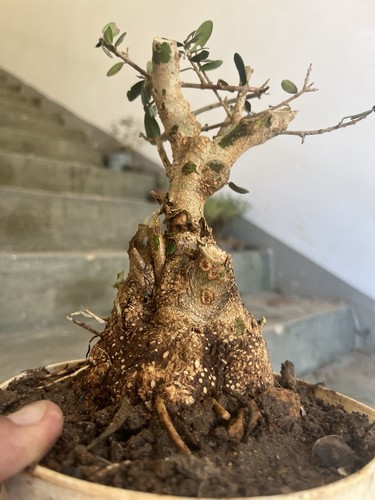 Bonsai olivastro macchia - olivastro, ,