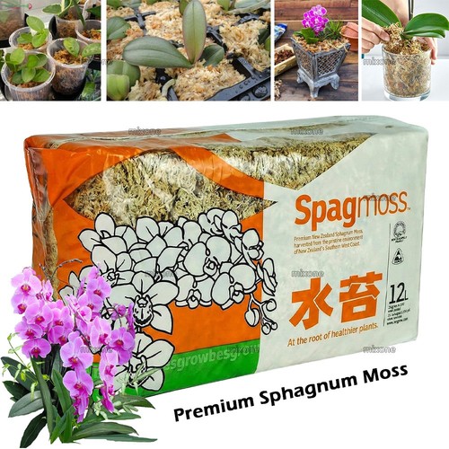 Spagmoss sphagnum muschio - spagmoss,