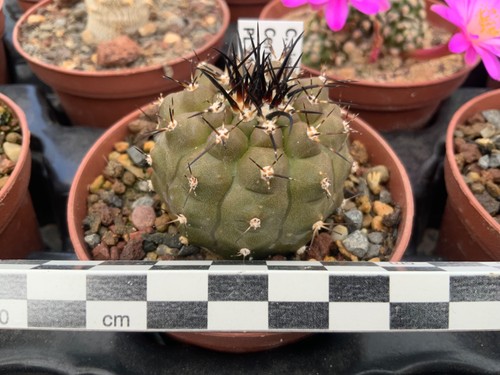 160 copiapoa cinerea wysiwyg - copiapoa,