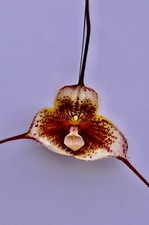 Dracula Specie ´ Diana Rosa