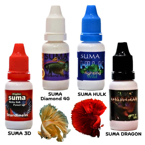 Suma betta fish - suma,