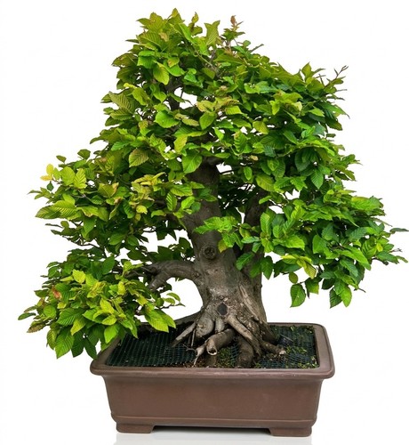 Bonsai hornbeam carpinus - hornbeam,