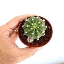 Echinopsis subdenudata cv OIBBO AMAJ7 - Cactus pasquale | Riccio a fioritura notturna