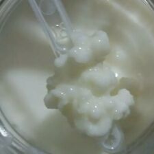 ✔️KEFIR DI LATTE GRANI PROBIOTICO FERMENTI LATTICI VIVI pronti per riprodurli