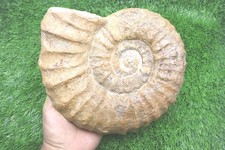 8" Large Acanthoceras Ammonite