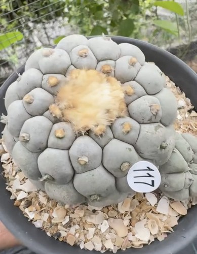 1pz piante succulente - 1pz,