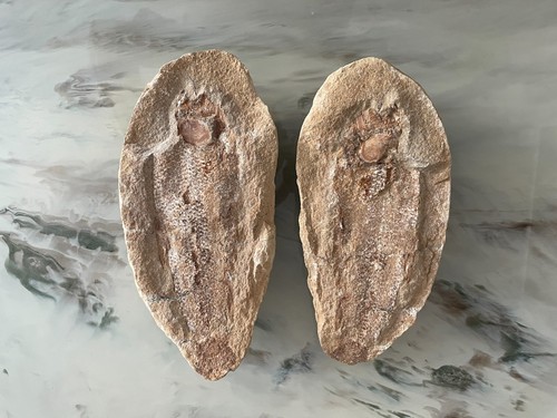 Raro pesce fossile - raro,