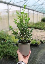 Bosso "Buxus microphylla Faulkner" pianta da siepe sempreverde in vaso ø13 cm