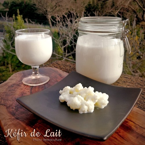 Kéfir lait bio grammes - 20,
