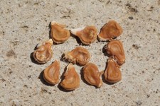 TROMBA DEL DIAVOLO VIOLA -