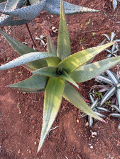 ALOE FEROX - PIANTA DA