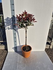 Photinia X Fraseri Red Robin a Forma Di Alberello - Foto Reali