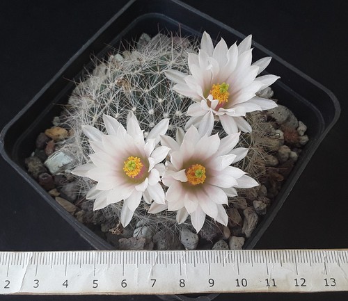 Mammillaria zephyranthoides