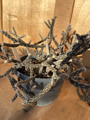 Pterocactus tuberosus cactus - pterocactus,