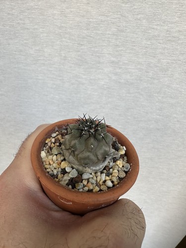 Copiapoa cinerea