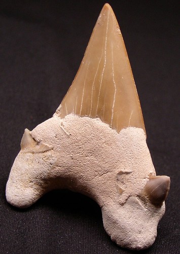 Dente squalo fossil otodus - dente,