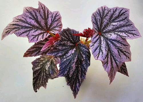 Sale2438 begonia rosa minx - minx, 20