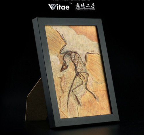Vitae archaeopteryx - vitae, (archaeopteryx