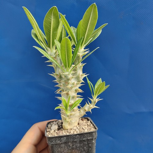 Pachypodium horombense