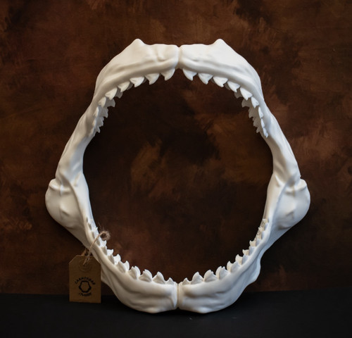 Tiger shark jaws - replica, 4