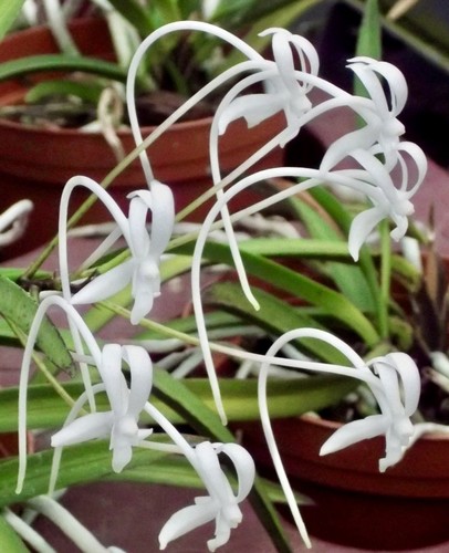 Neofinetia species white - neofinetia, birds