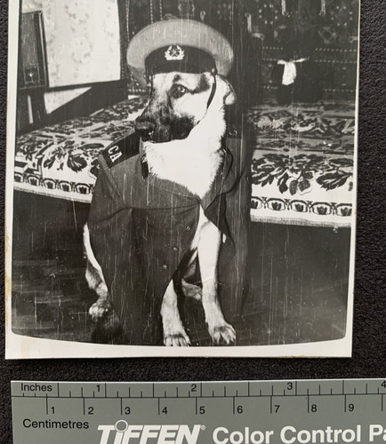 Cane uniforme polizia - cane,