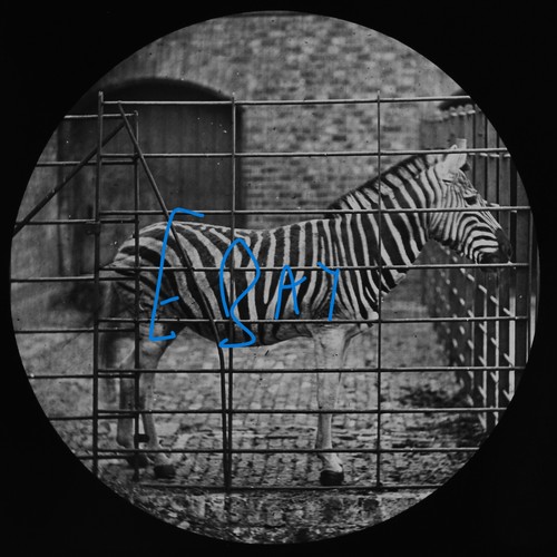 Burchells zebra london zoo - zebra,