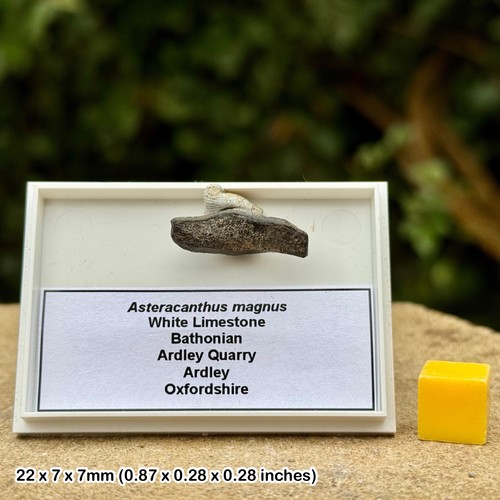 Rare astracanthus magnus - rare,