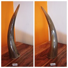 CORNO bue africano originale
