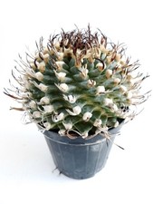 Turbinicarpus alonsoi spiralis - alonsoi,