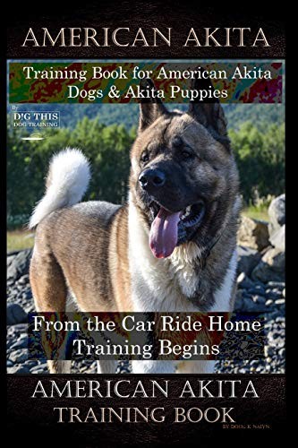 American akita training - akita,