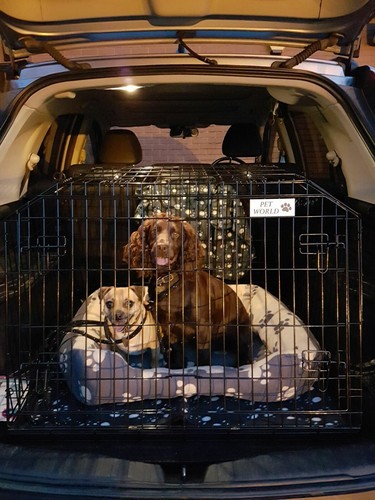 Pet world honda - pet,