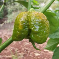 Peperoncini SECCHI:Carolina Reaper Mustard 10 Frutti.Chiedi disponobilità
