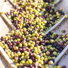 Olio Extra Vergine di Oliva