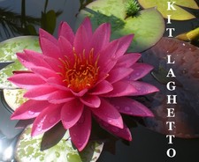 3 piante laghetto o tinozza: 1