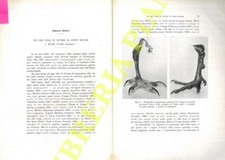 MOLTONI Edgardo - Di che cosa