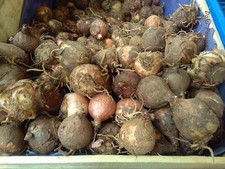 Box Lampascioni Selvatici 10kg