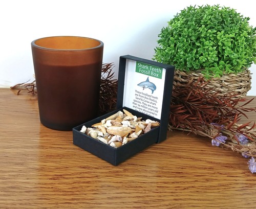 100 genuine shark teeth - shark,