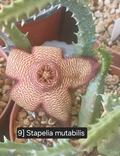 Talea radicata stapelia - talea,